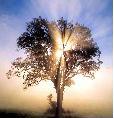 ALBERO